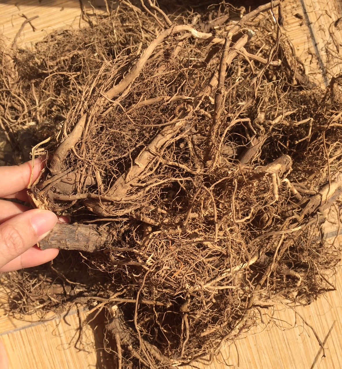 Rễ Cây bồ công anh