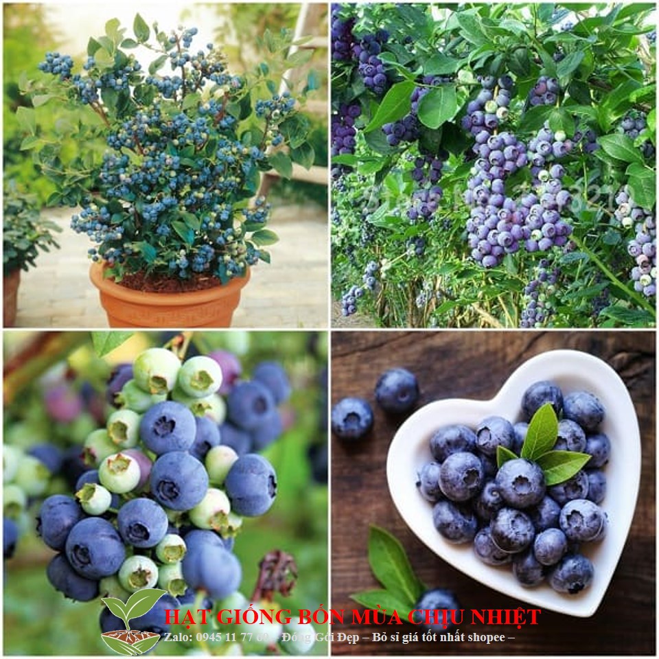 71A Hạt Giống Việt Quất (10 Hạt) Đến Mùa