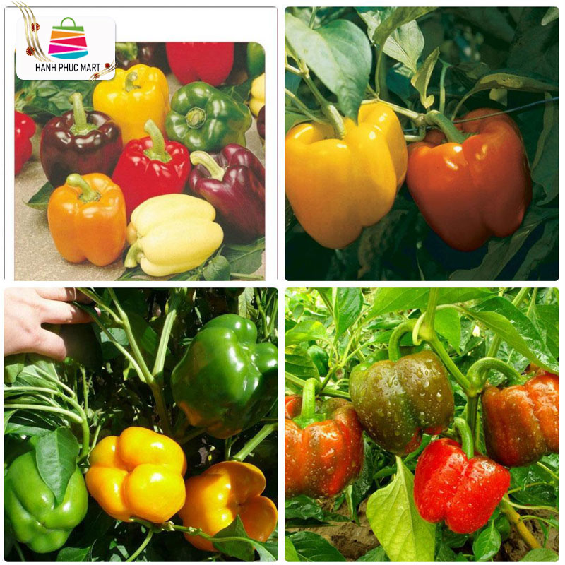 [HCM]Hạt giống Ớt Chuông Ớt Ngọt Nhiều màu phú nông - PhuNongSeeds