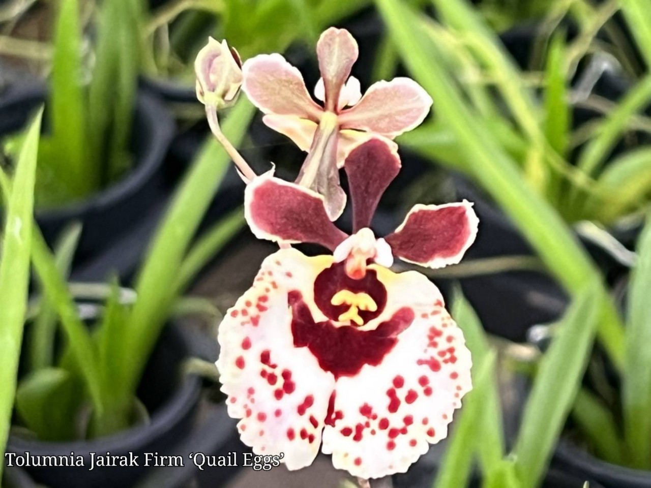 Hoa lan vũ nữ bút chì trứng cút, cây cao 7- 10cm
