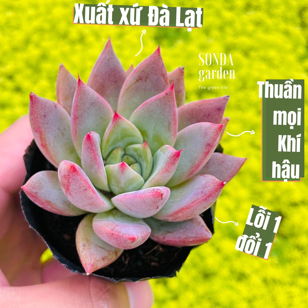 Sen đá mận tím sonda garden size bé 5-6cm, cây cảnh trang trí nhà cửa, lỗi 1 đổi 1