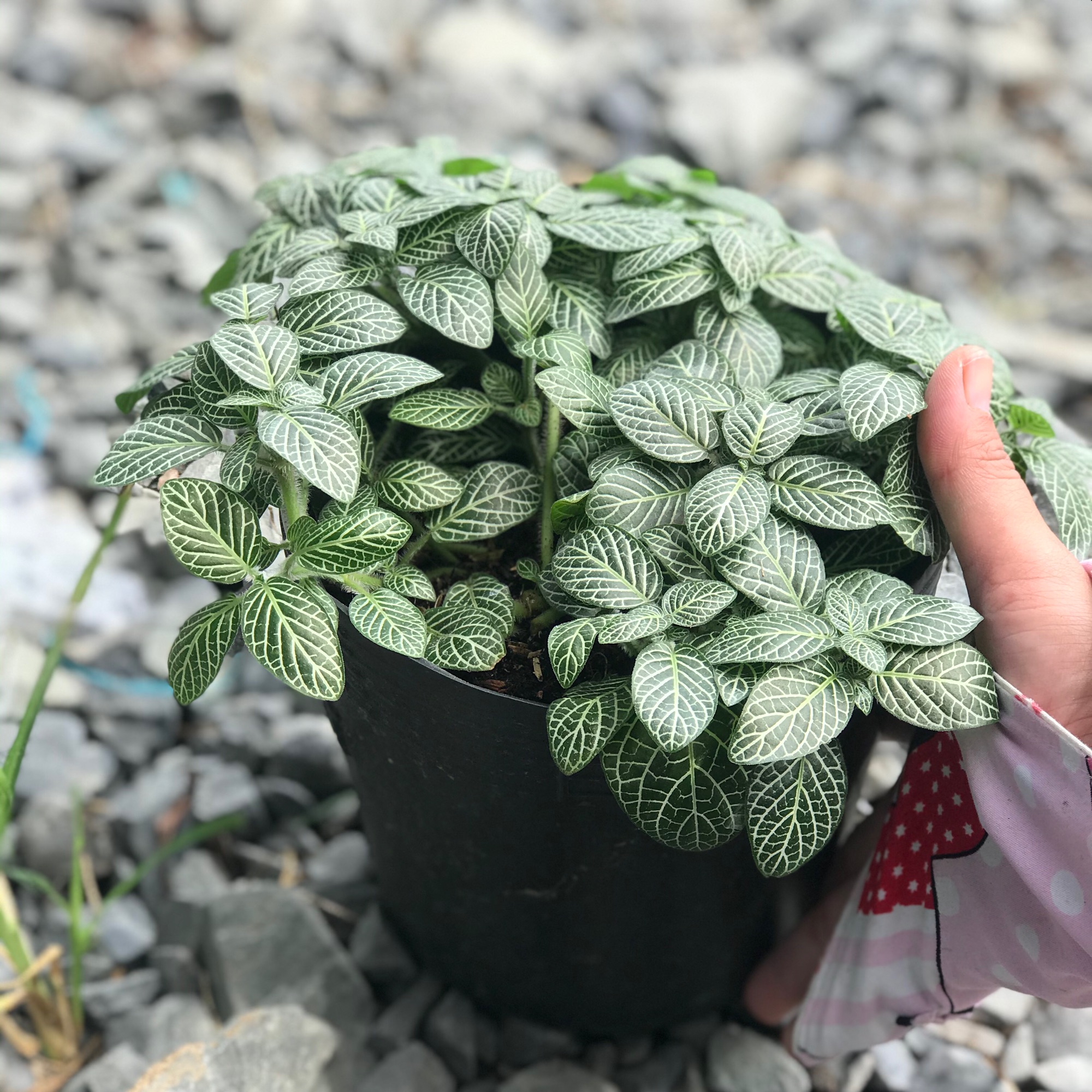 Gấm may mắn + tặng phân bón cho cây mau lớn