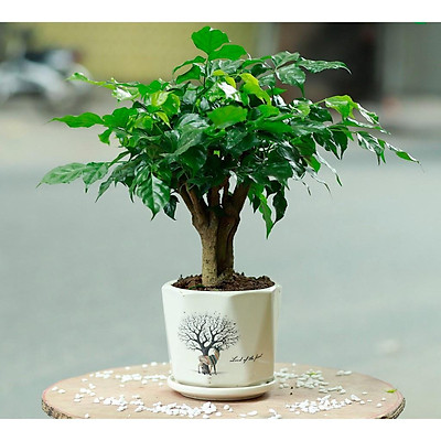 [HCM]CÂY HẠNH PHÚC - TẶNG CHẬU ĐỂ BÀN