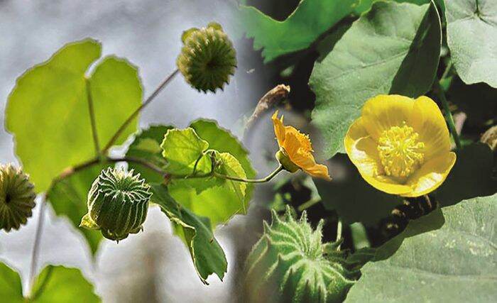 Gói 50 hạt cây Cối Xoay (cây kim hoa thảo, cây nhĩ hương thảo, hay ma mãnh thảo, cây dằng xay, kim hoa thảo, ma mãnh thảo, nhĩ hương thảo) độ nảy mầm cao, dễ trồng