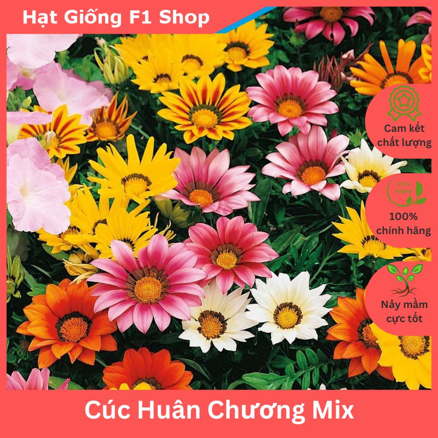 Hạt Giống Hoa Cúc Huân Chương Nhiều Màu Mix 002.F1