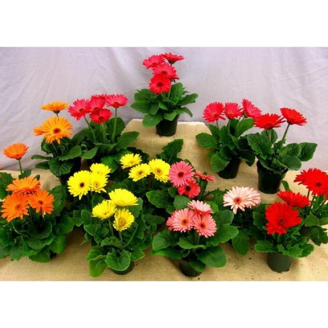 Hg7 Hạt Giống Hoa Đồng Tiền Mix 100 Hạt/ Gói