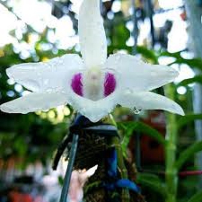 LAN ĐỘT BIẾN - Phi điệp ĐỘT BIẾN 5 cánh trắng THÁI NGUYÊN - Hàng var, hoa cực đẹp cực hiếm gieo hạt