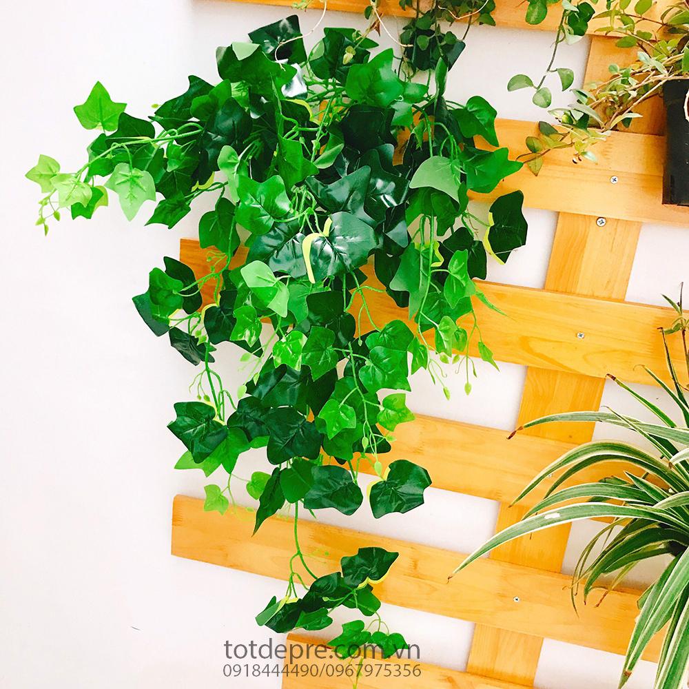 Cây leo chùm lớn trầu bà thường xuân - cây nhựa cao cấp
