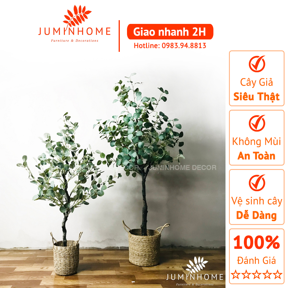 Tổng Hợp Cây Bạch Đàn Lá Tròn Giá Rẻ, Bán Chạy Tháng 10/2022 - Beecost