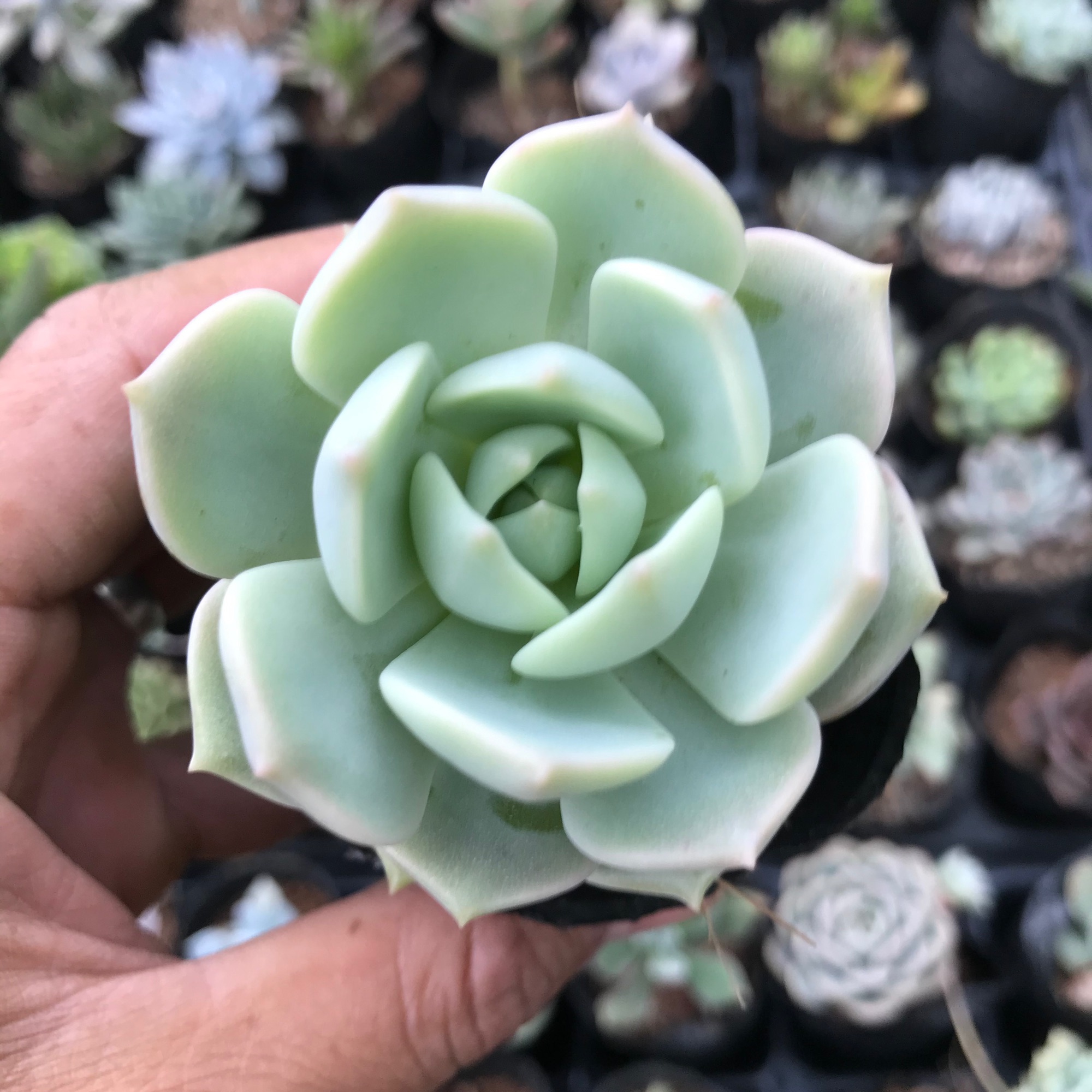 Sen hoa hồng trắng, sen đá có ý nghĩa cho một tình bạn, tình yêu vĩnh cửu, về phong thủy nó còn mang ý nghĩa sung túc và đầm ấm trong gia đình