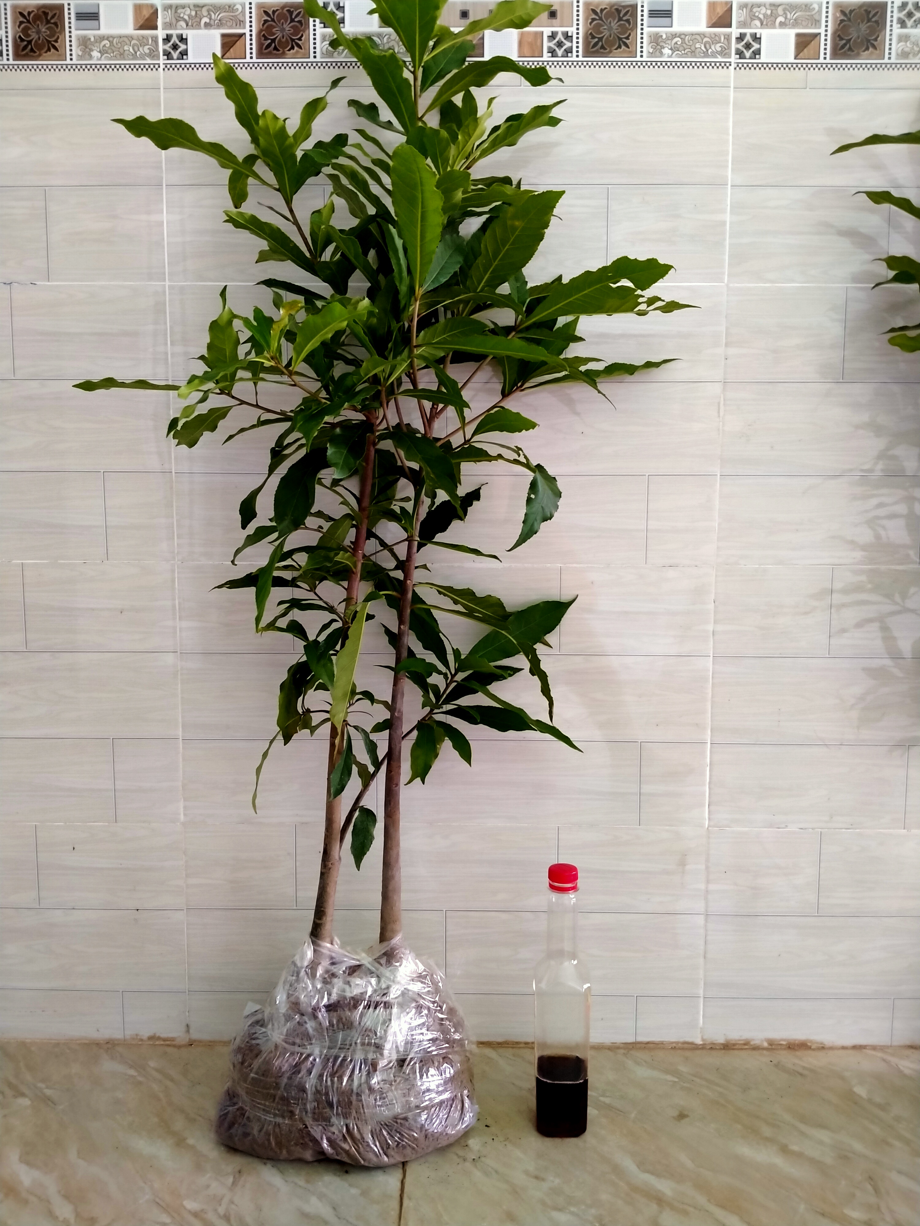 2 Cây lộc vừng cao 1,2m đẹp