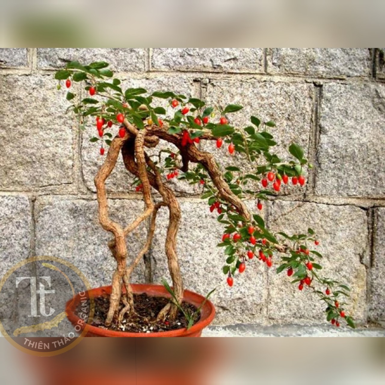 Kỷ tử hữu cơ thiên thảo organic 300gr