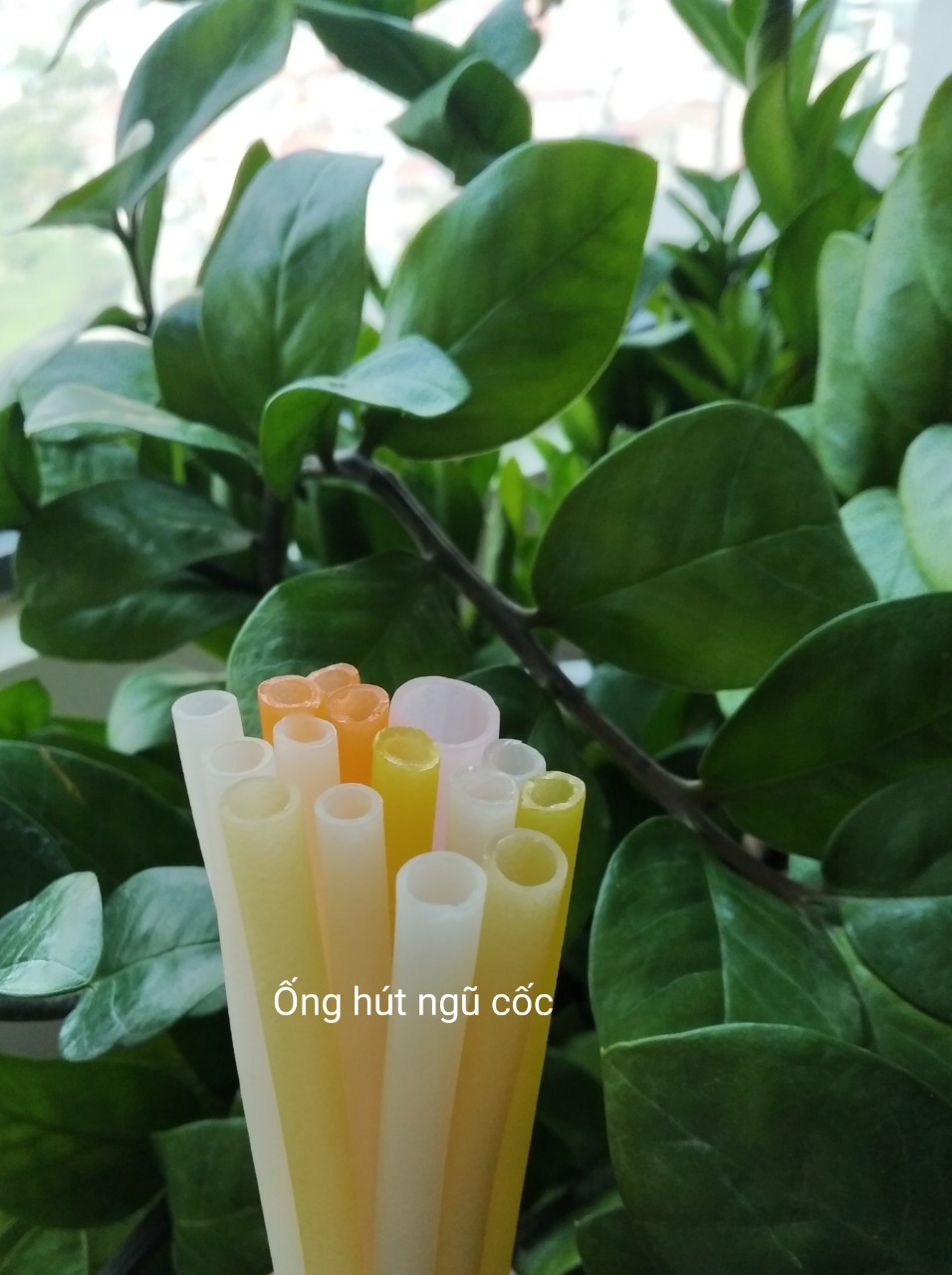 Ống hút gạo