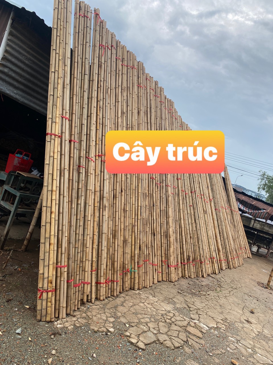 Cây tre trúc dài 1m