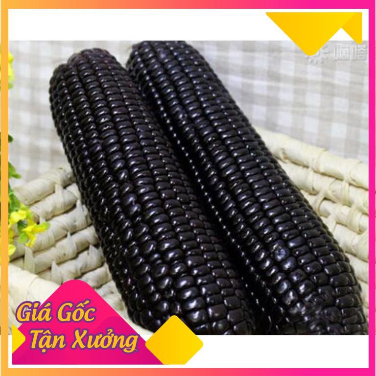 Khu vườn hạt giống ngô đen thuần cao sản .