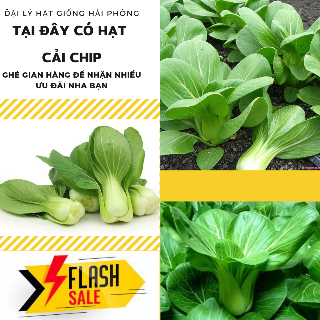 ⚡ hạt giống cây ⚡ gói 20 gram hạt giống rau cải chíp