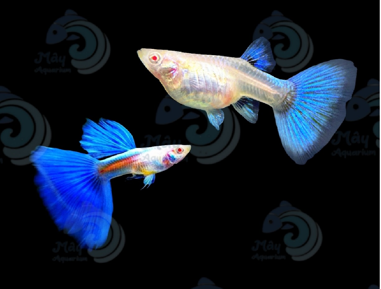 Guppy Blue Topaz ( 1 cặp trống mái )