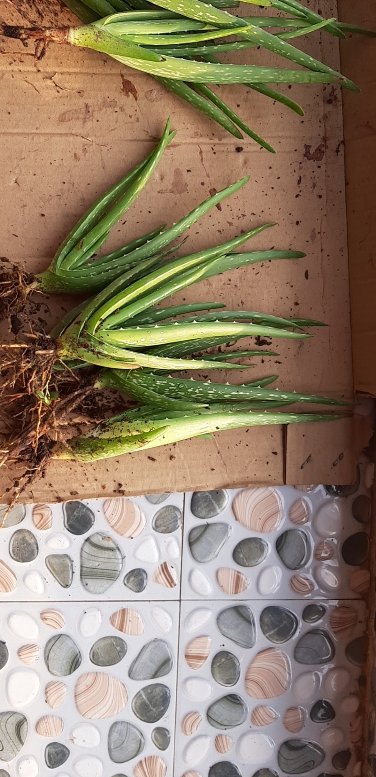 5 cây nha đam thái loai 20-30cm( trên gang tay