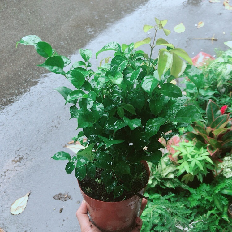 Cây Hạnh Phúc