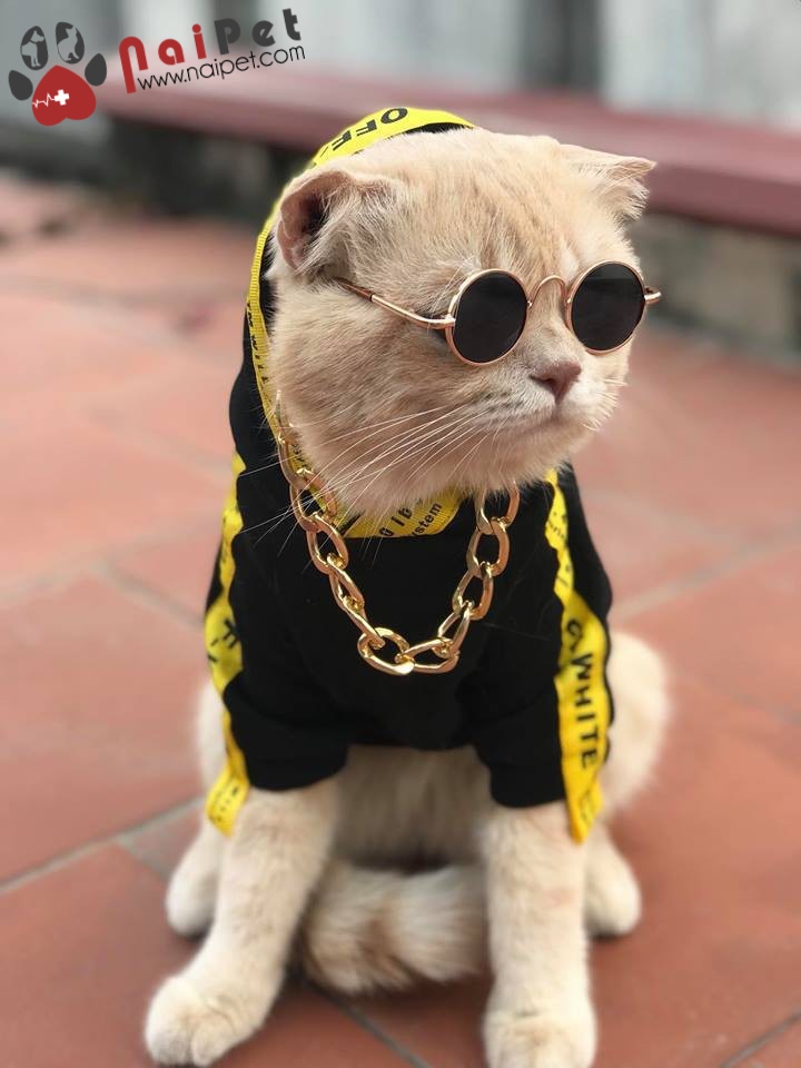 Kính Mắt Thời Trang Cho Thú Cưng PKTT001