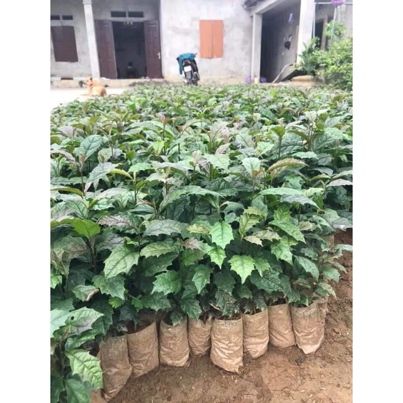 Combo 5 cây xạ đen