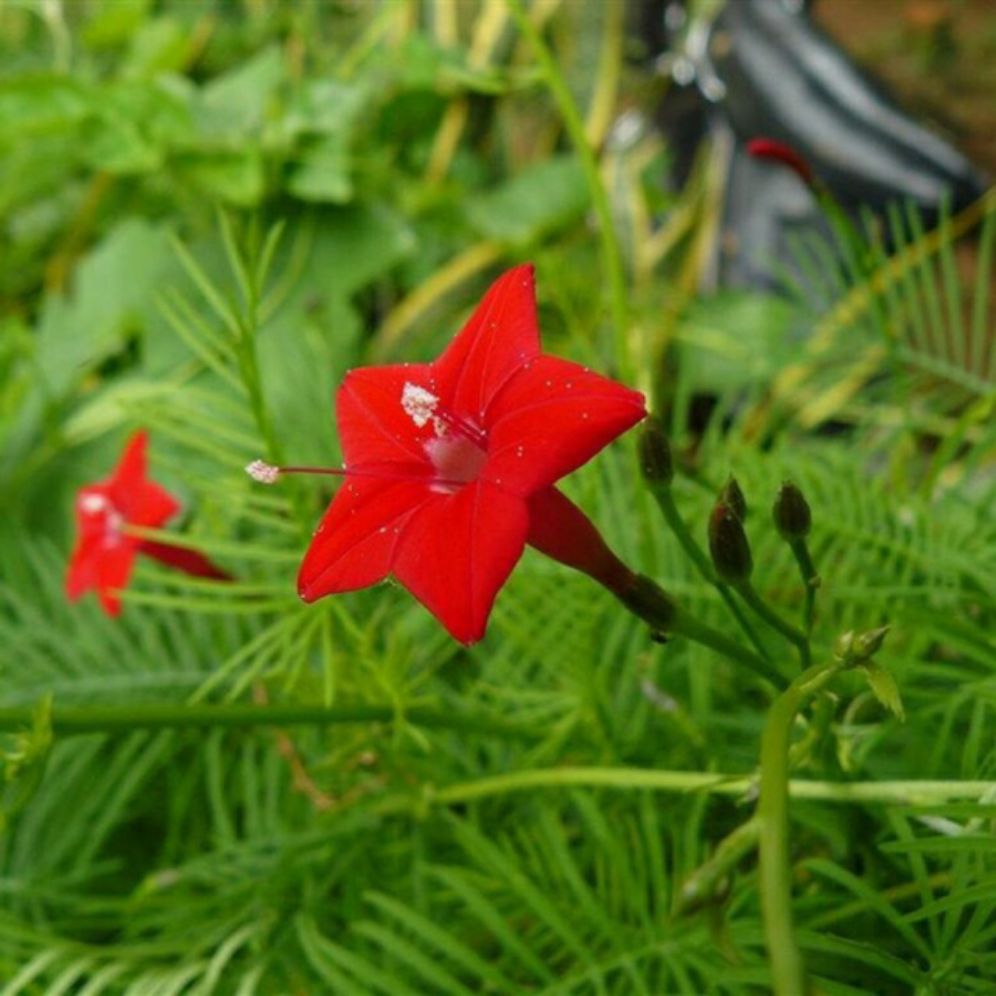 hạt giống hoa tóc tiên(dây leo)- gói 0,5gram