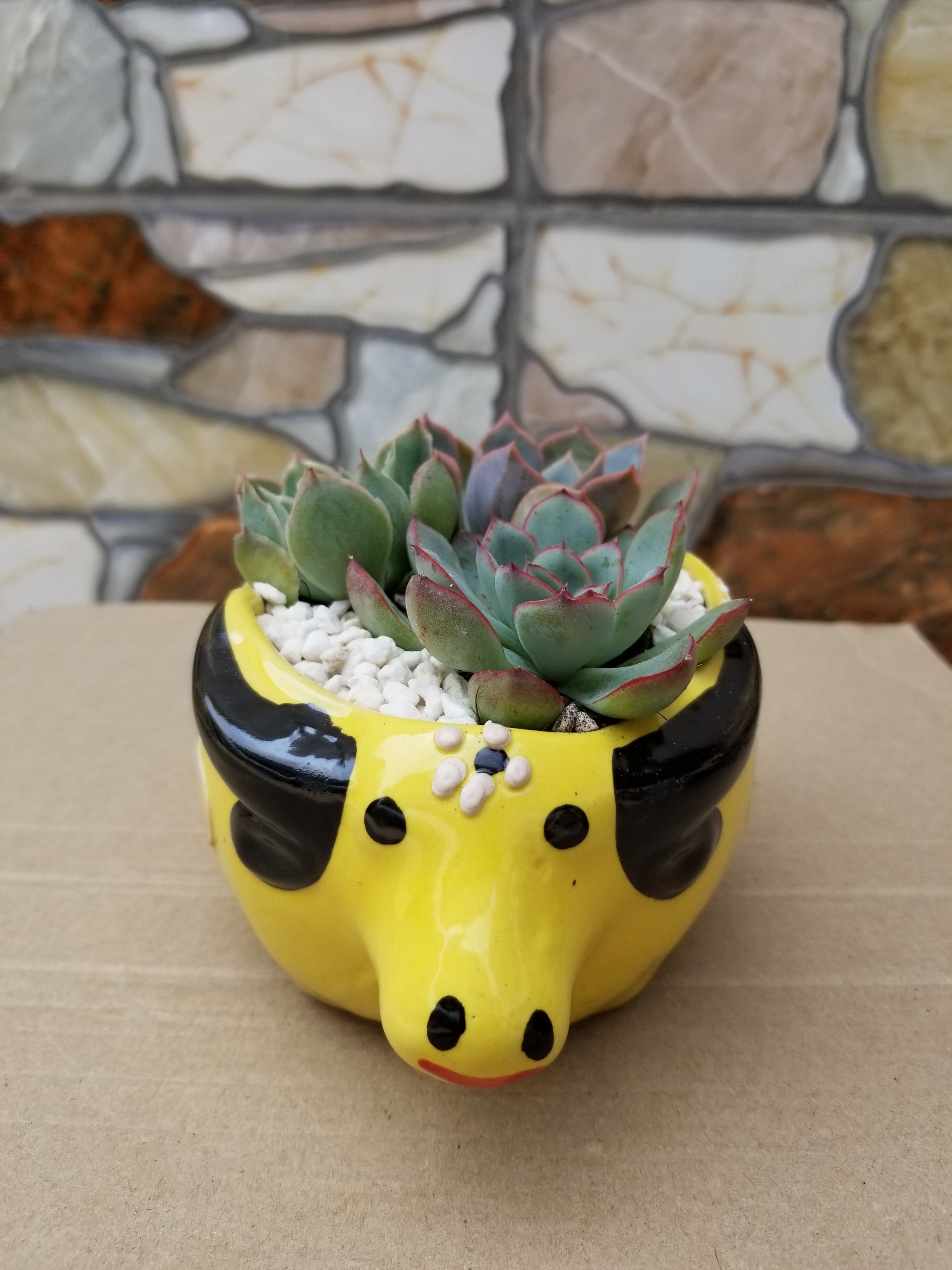 Sen đá mini chậu hình thú rẻ bền đẹp ( tặng kèm hình chậu ngẫu nhiên như trên )