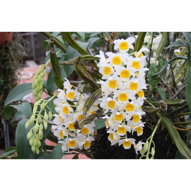 Cây hoa lan rừng kiều vuông