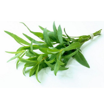 Hạt giống cây ngải Giấm - Tarragon tặng kích mầm