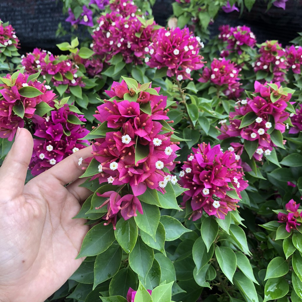 Cây bông giấy Mỹ siêng hoa - giao cây khỏe sắp hoa - Trang Flower Hàng đã sao vàng