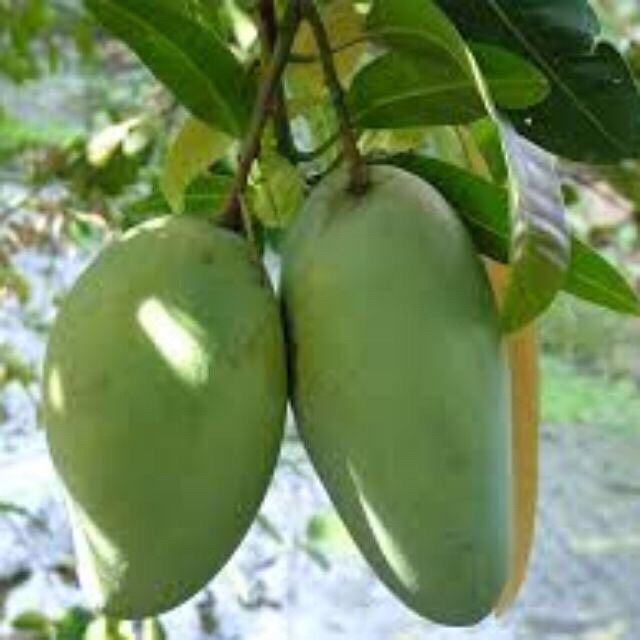 Giống Xoài Tú Quý F1.Cây Khỏe,Cho Trái Quanh Năm.Cây Đẹp