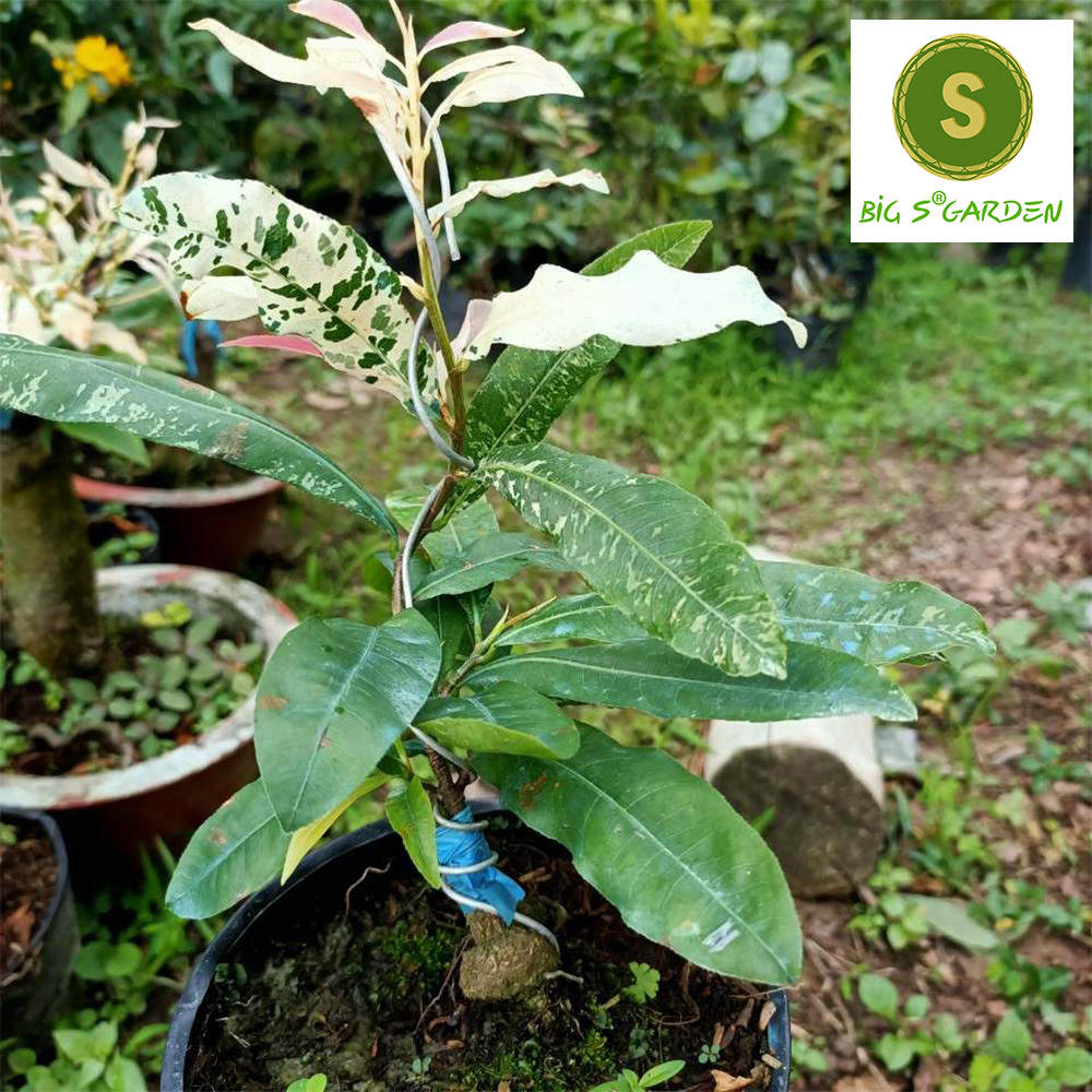 Bạch Mai gốc ghép (Cây Mai Trắng) - Freeship 20k đơn từ 49k