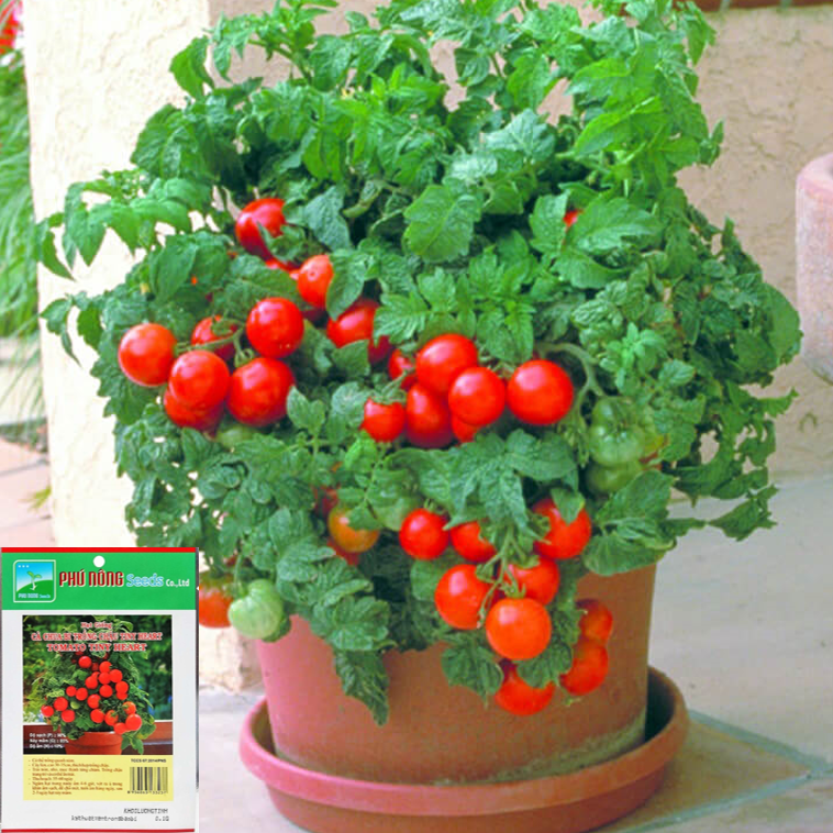 [HCM]Hạt Giống Cà Chua Bi Tròn Đỏ Lùn Trồng Chậu Phú Nông - Dễ trồng năng suất cao kháng bệnh tốt VTNN Nông Điền Trang