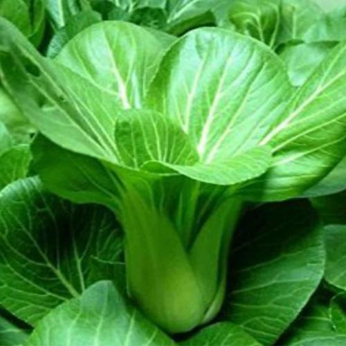 Hạt giống rau cải chíp cao sản f1. túi 20 gram