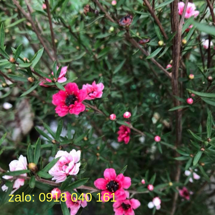 fyUUZ1_simg_d0daf0_800x1200_max.png
