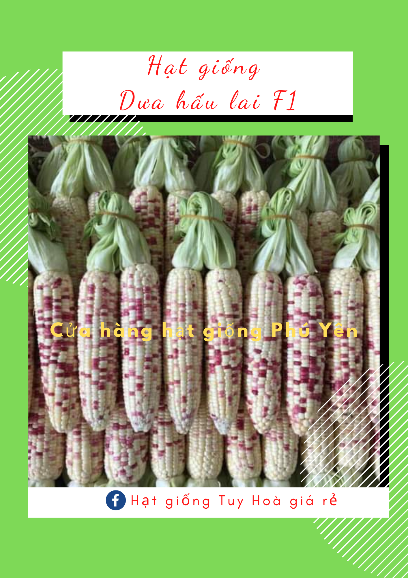 Hạt giống bắp nếp Thái Hồng gói 50 gram hơn 200 hạt