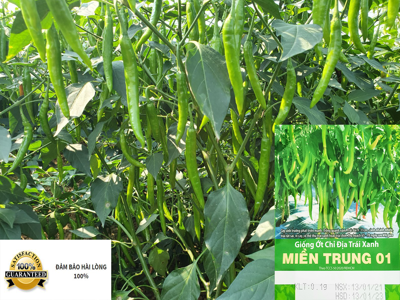 hạt giống ớt sừng thu trái xanh Miền Trung -gói 0,1gram và gói 5gram -hàng công ty chất lượng tốt