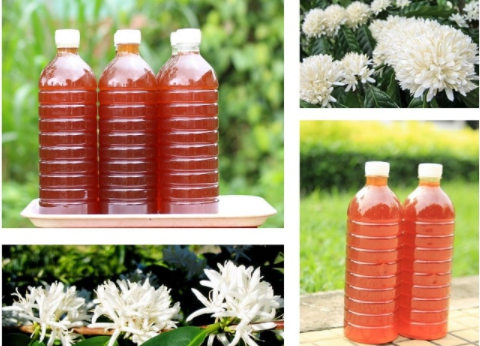 Mật ong hoa cà phê bảo lộc 1l