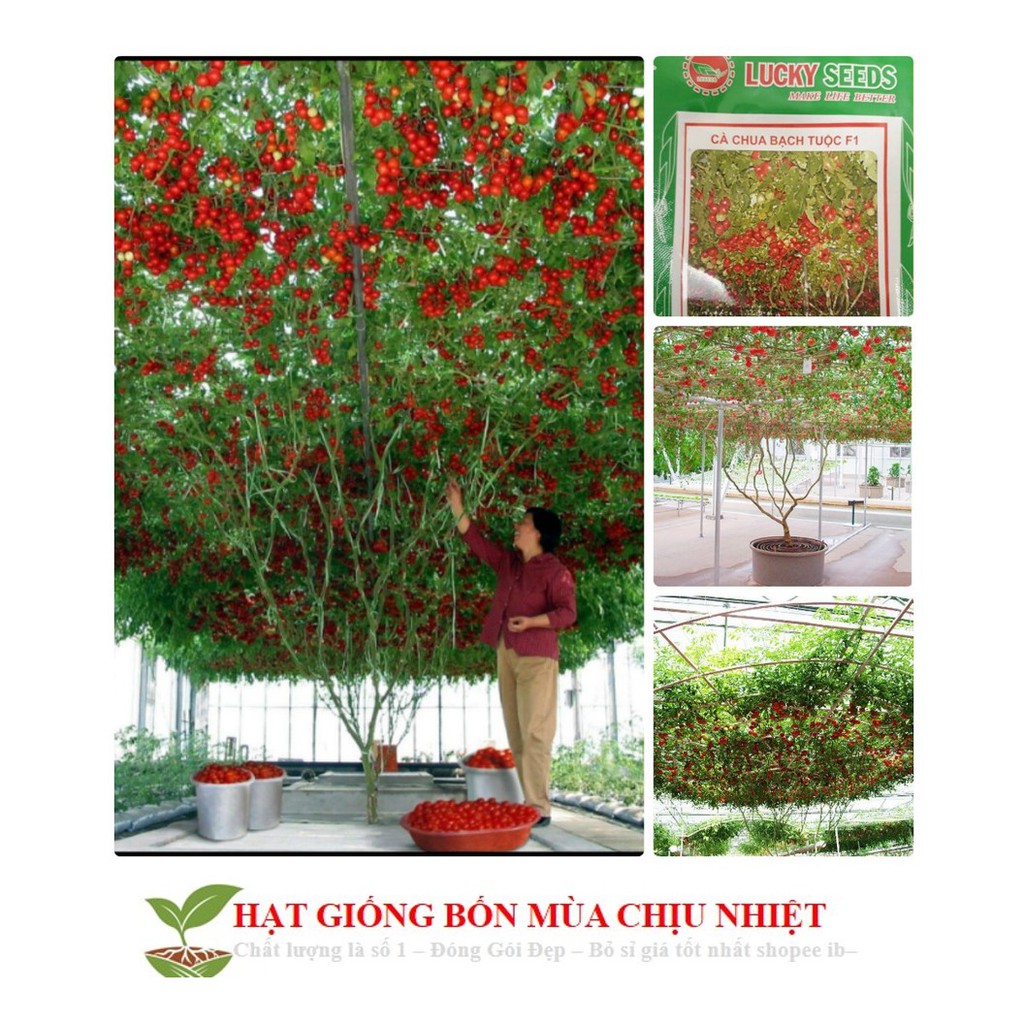 12B [GIÁ GỐC] Cà Chua Bạch Tuộc ( Cà chua leo giàn) 10 hạt