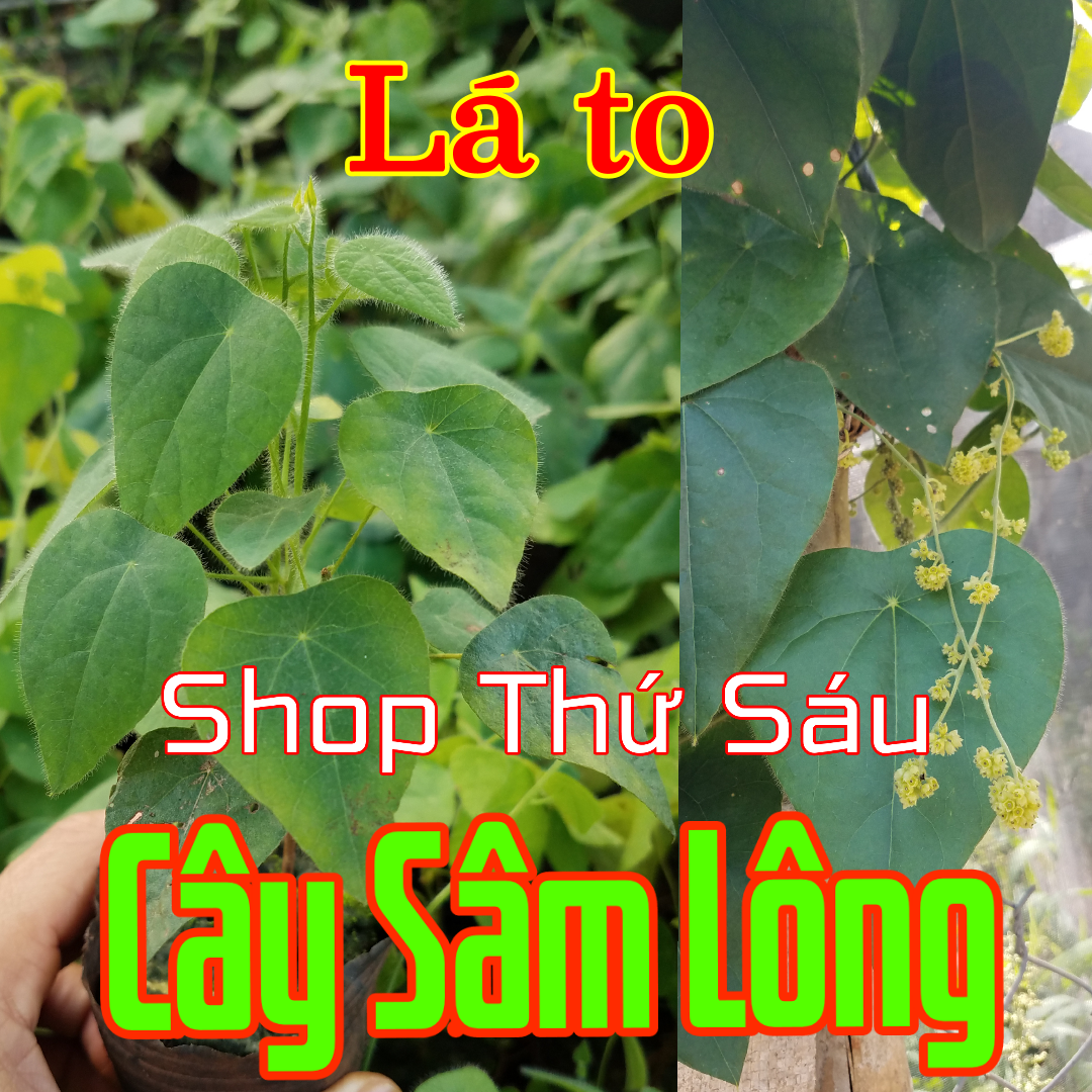 Cây Sâm lông- Sâm Rừng- Sương Sâm lông(Tiliacora acuminata). Cây lá Sâm. Sâm Lông hổ trợ Thanh nhiệt, giải khát, giảm nóng.Nhuận tràng.