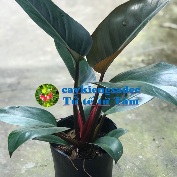 caykiengsadec - Cây Trầu bà đế vương nâu + tặng phân bón cho cây mau lớn - hoa kiểng lá - trang trí nội thất cảnh quan sân vườn ngoài trời