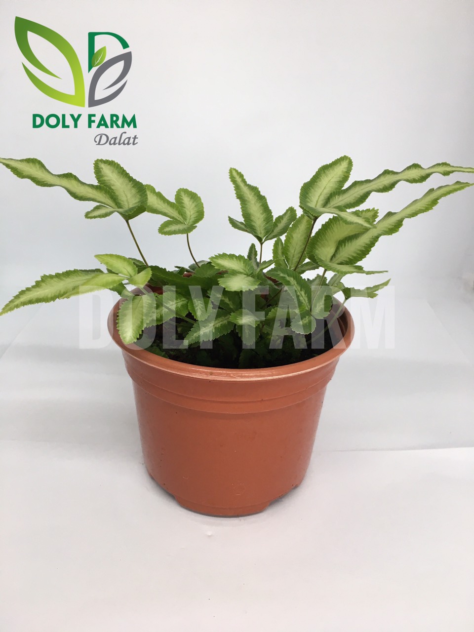 Dương xỉ Ribbon Lữ Phụng Hoàng chậu nhỏ