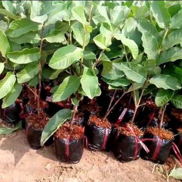 Cây giống ổi ruby siêu sớm