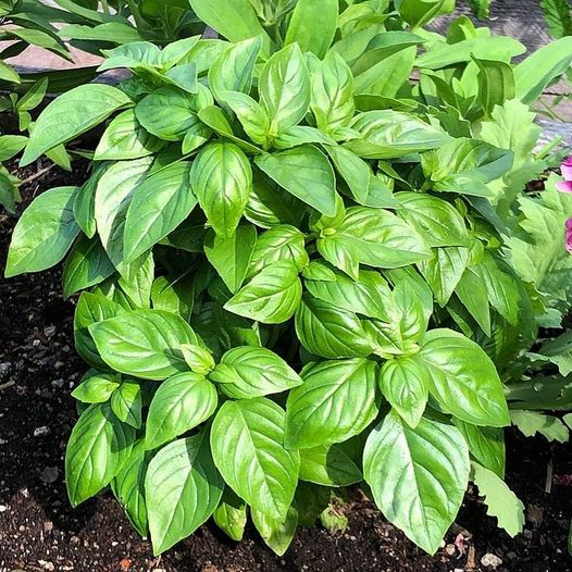 Hạt giống rau quế tây italy basil, đóng gói 2gr