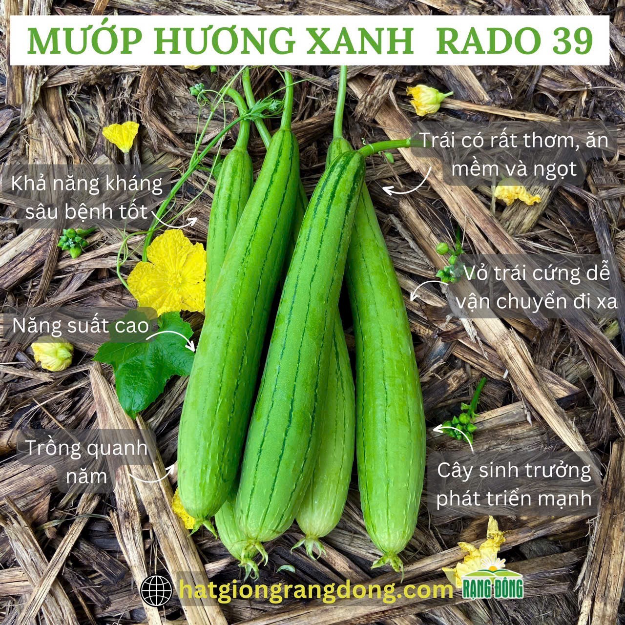 Hạt giống Mướp hương lai f1 RD39, đóng gói 1gr