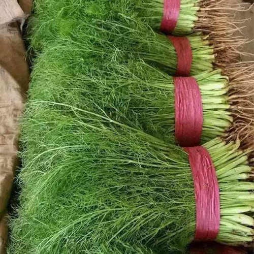 [Seeds] Hạt giống rau thì là Rado, đóng gói 5gr