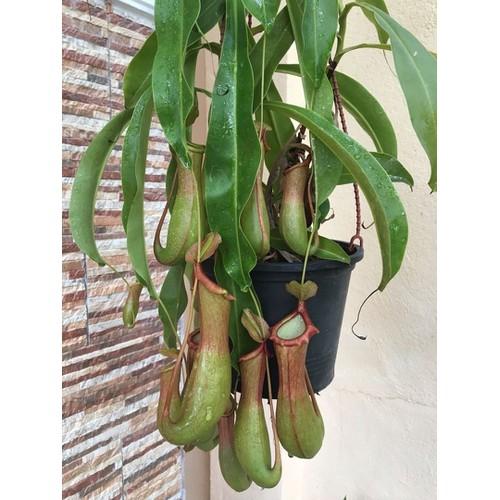 [HCM]Hạt giống cây nắp ấm