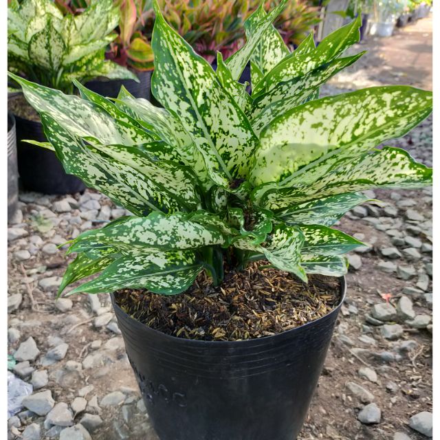 Cây Ngọc Ngân - Cây Phong Thuỷ Trong phong thủy cây ngọc ngân có ý nghĩa mang đến sự may mắn và nhiều thịnh vượng, tài lộc cho chủ nhân.