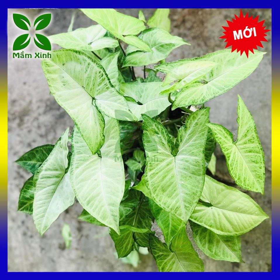 Cây trầu bà trắng, cây cảnh để bàn, cây thủy sinh dễ trồng mầm xinh