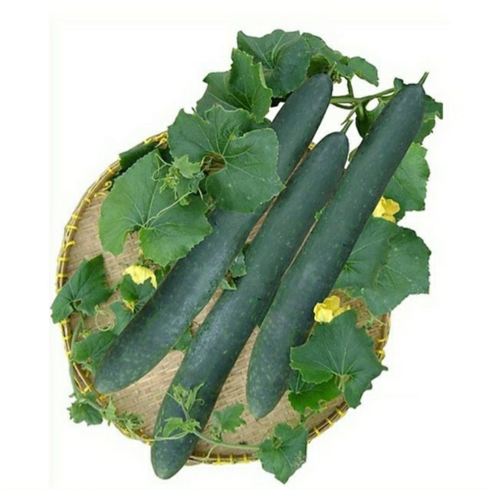 bí đao xanh trái dài, bí sặt hàng F1 - gói 1gr